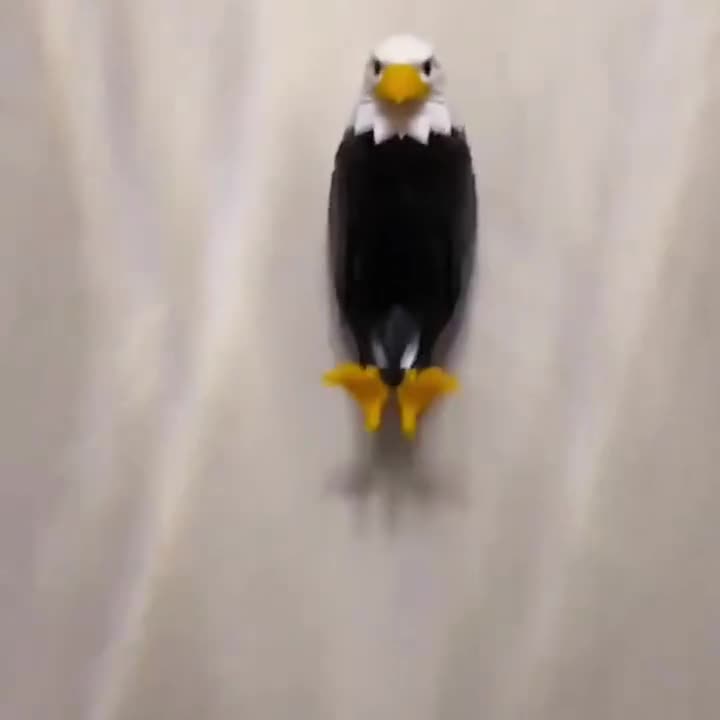 Eagle LED Wall Light